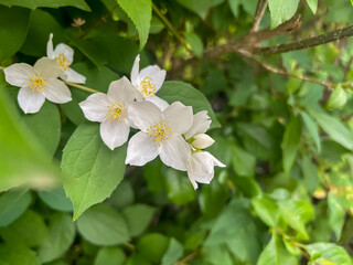 Jasmin