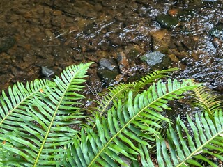 Bright green fern fronds in foreground against a river bed of rocks and running water.