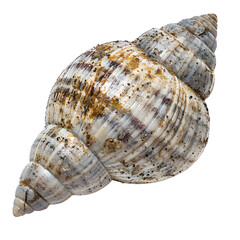 Obraz premium [Transparent Background PNG]Seashell Specimen on White Background