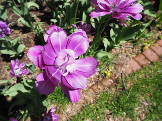 チューリップの花のクローズアップ