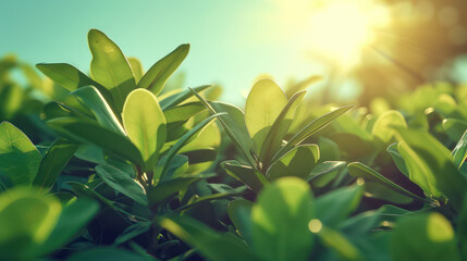 Obraz premium Sunlit Green Leaves in a Beautiful Natural Environment, Vibrant Morning Sunshine Illuminating Fresh Foliage, Close Up Shot Capturing the Serenity and Vitality of Nature's Lush Greenery In The Morning