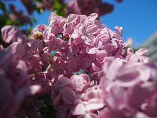 ピンク色のライラックの花