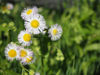 ハルジオンの花