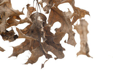 Dry leaves of oak tree, isolated on white background with copy space for fall season.