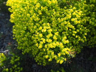 マツバトウダイのクローズアップ