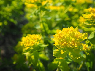 ユーフォルビア・ポリクロマの花