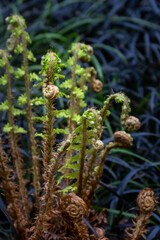 Contrast in nature, fresh new bight green spring growth of a bracken fern with golden fiddleheads against a background of black mondo grass, as a nature background
