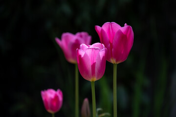 Fototapeta premium Dramatic portrait of bight pink tulips backlit by the sun against a dark background, new spring growth, as a nature background 