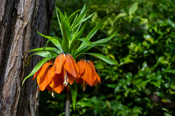 Bright orange flowers of a large Fritillaria Imperialis plant blooming in a spring garden in the sun, as a nature background

