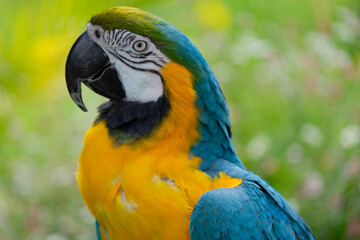 blue and yellow macaw