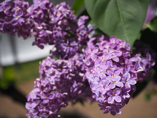 紫色のライラックの花