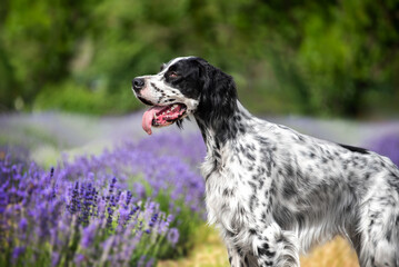 English setter dog on the background of a lavender field. A walk with a hunting dog outside the...