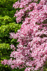 Obraz premium Dogwood tree covered in happy pink flowers on a sunny spring day, new green leaf growth on a maple tree in the background 