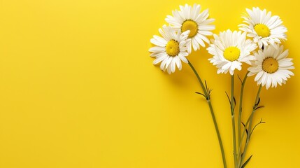 A freshly picked white daisies against solid yellow background, capturing the innocence and joy of summer days. copy empty space. isolated on a solid yellow background. Illustrations © ThePixLab