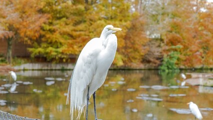 White Great Egret Bird on Rock by Pond in Autumn with Colorful Trees