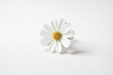 Obraz premium Single White Daisy on White Background