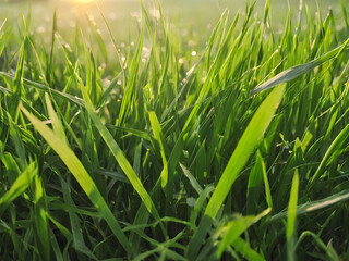 Obraz premium green grass with dew drops