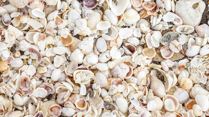 Millions of Seashells Creating a Stunning Shoreline Landscape