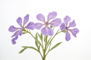 Naklejka premium Delicate Purple Flowers on a White Background