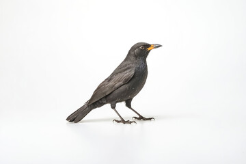 Obraz premium Blackbird with Yellow Beak on White Background