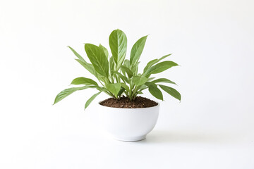 Green plant in a white pot on a white background