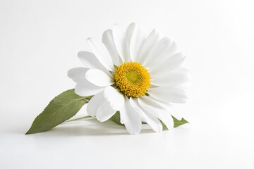 Obraz premium Single White Daisy Flower with Green Leaf on White Background