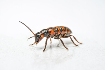 Obraz premium Macro Photography of a Red and Black Beetle