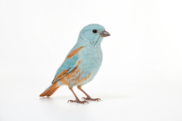 Obraz premium Blue and Orange Bird on White Background