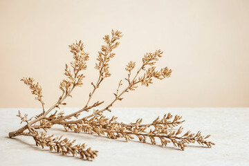 Dry Flower Branch on White Background