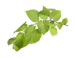 Branch of linden tree with young fresh green leaves isolated on white. Spring season