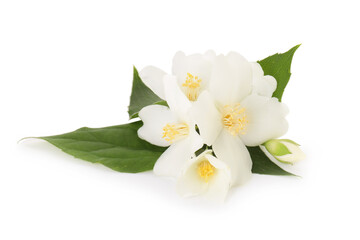 Branch of jasmine flowers and leaves isolated on white
