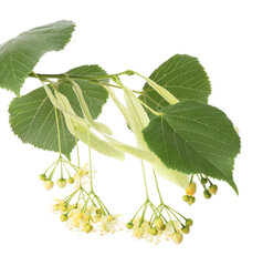 Fototapeta premium Branch of linden tree with young fresh green leaves and blossom isolated on white