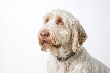 White dog with brown eyes looking to the side