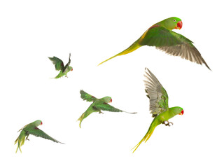 Beautiful green parrot isolated on white, collage of photos