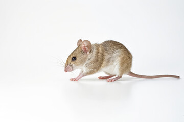 Mouse on a white background