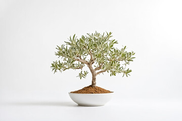 Bonsai Tree in White Pot on White Background