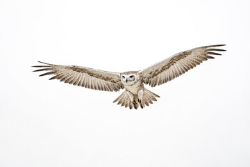 Fototapeta premium White-bellied Sea Eagle in Flight