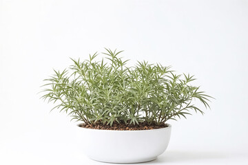 Green Plant in White Pot on White Background