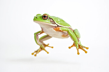 Obraz premium Green Tree Frog Leaping