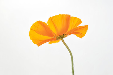 Orange Poppy Flower Against a White Background
