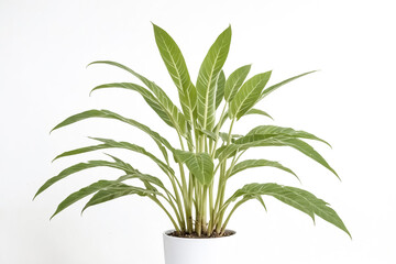 Green Plant in White Pot on White Background