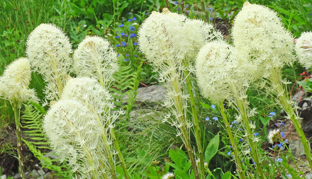 The creamy blossoms of bear grass from Glacier Naional Park
