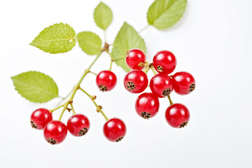Red Currants on a Branch
