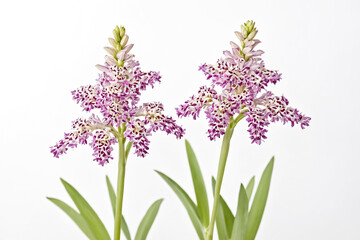 Fototapeta premium Two Pink and White Flowers with Green Stems on White Background