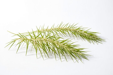 Green Grass Branch on White Background