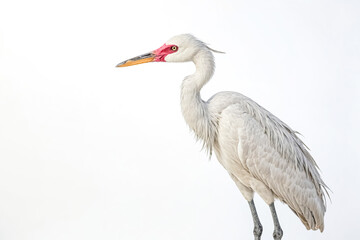 Fototapeta premium White Bird with Red Beak