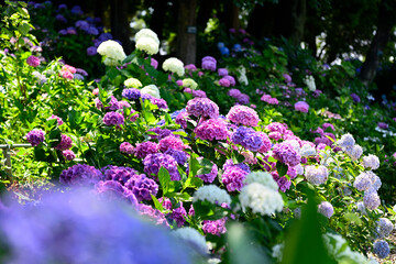 Obraz premium 梅雨の晴れ間の紫陽花