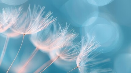 Close-up macro view of dandelion seeds in mid-flight, soft and delicate tones, dreamy banner with plenty of copyspace, nature's elegance