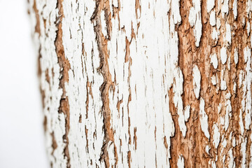 Obraz premium Closeup of tree bark with white paint peeling off