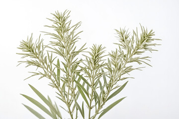 Green Plant Branch with White Background